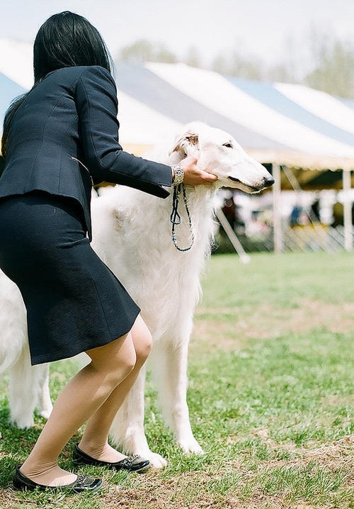 俄罗斯猎狼犬是什么,俄罗斯猎狼犬深棕色