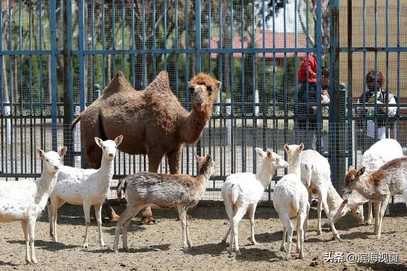 河滨公园历史简介,塘沽河滨公园老照片