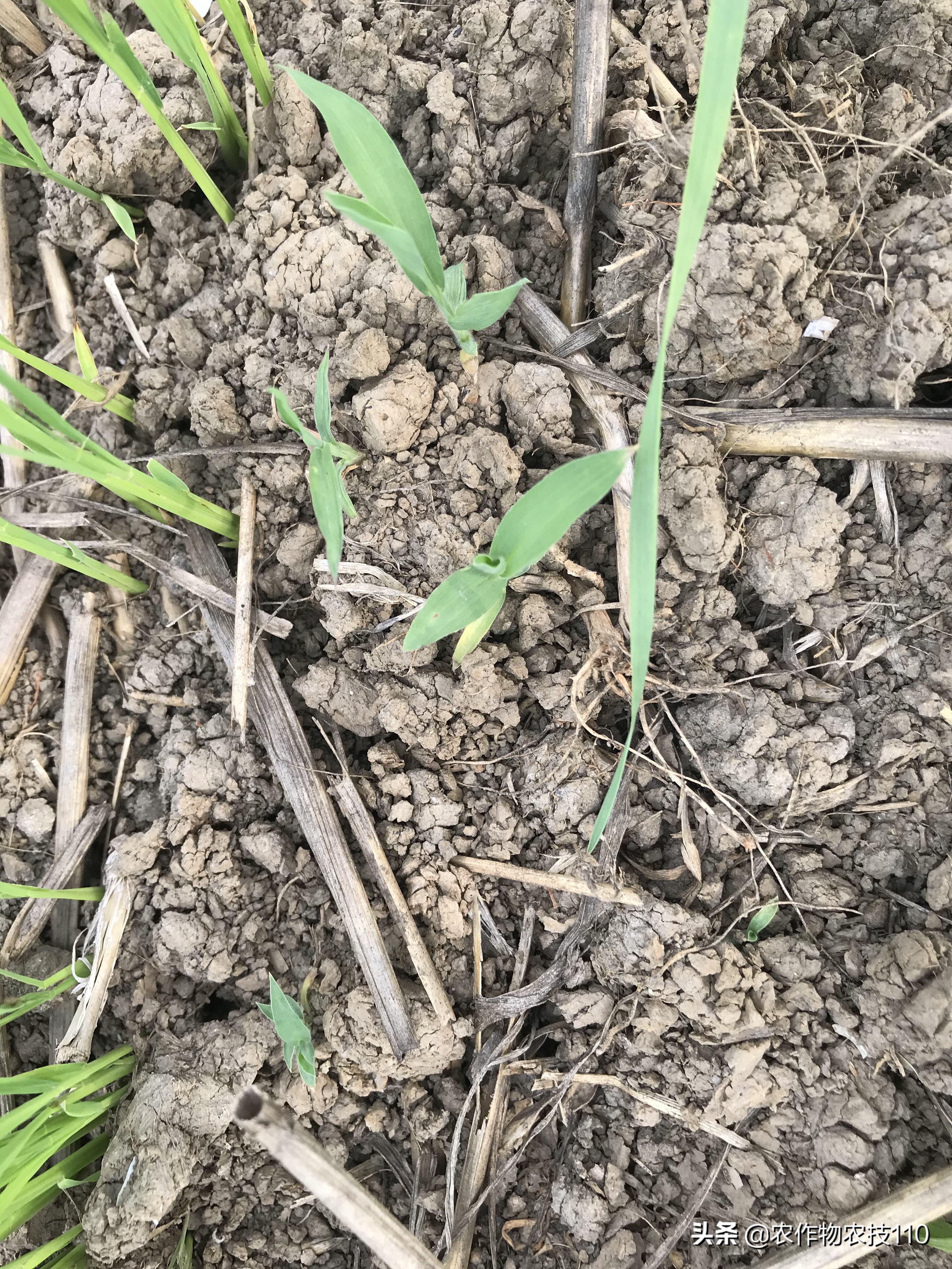 水稻高产栽培实用技术视频,高品质水稻种植新技术