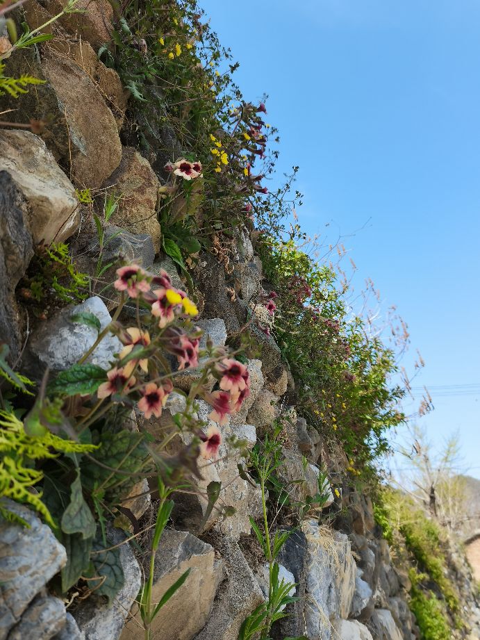 百花山下,百花山下生态庄园