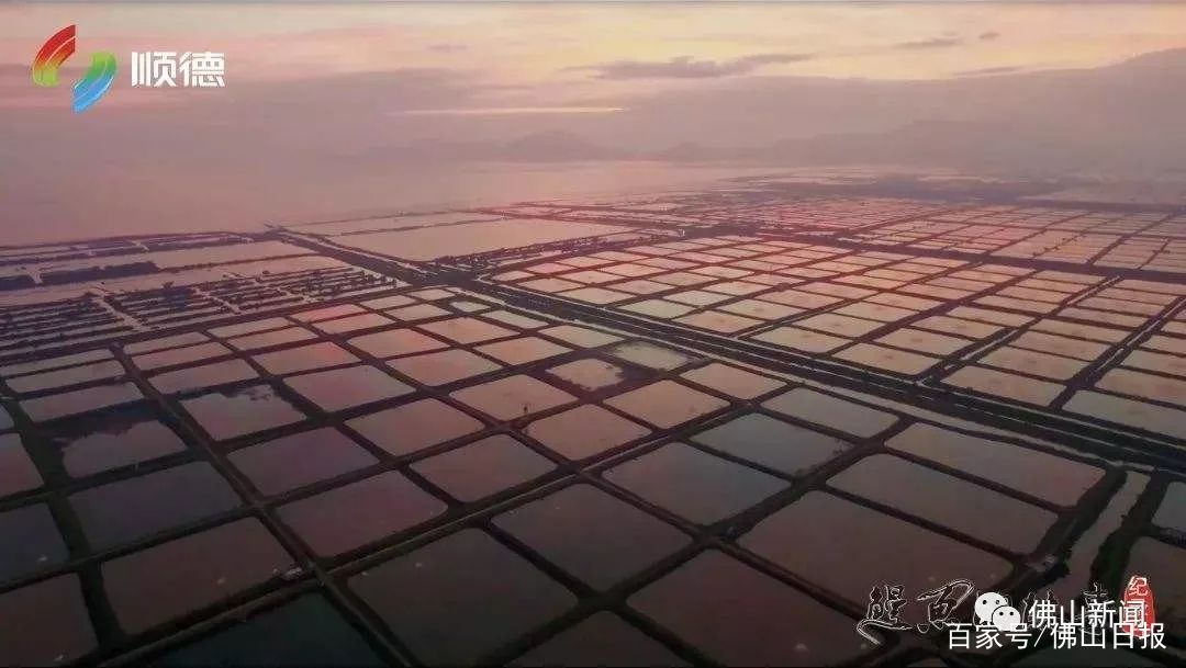 顺德三年磨一剑再造现象级产品《鳗鱼的故事》昨晚央视首发