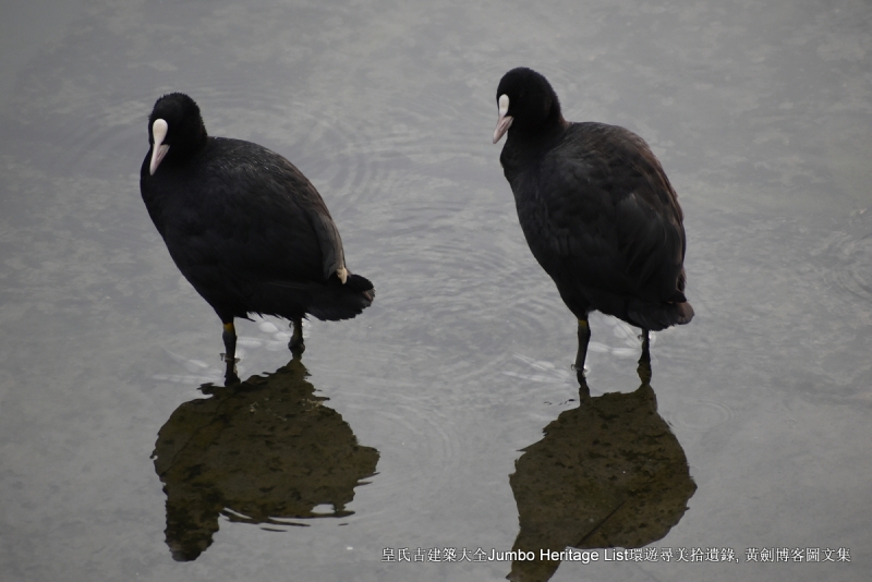 第987回：碧云引风浮吹不断，过三重四日品抹茶