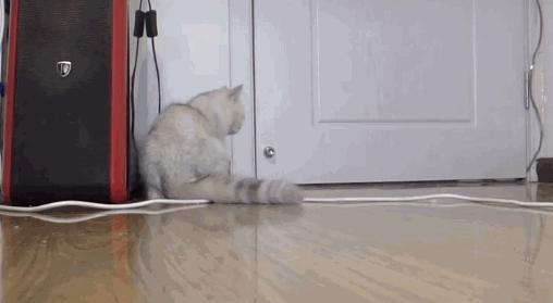 把猫咪独自留在家中是什么反应 (把猫咪独自放在家猫咪会伤心吗)