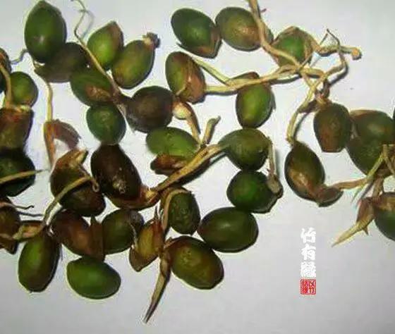 竹子开花，百年难遇的奇闻怪事，生命的最后绽放