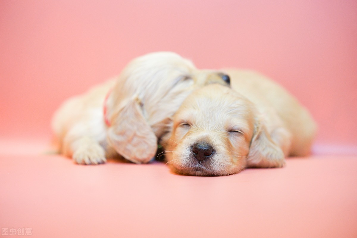 怎么纠正狗狗对陌生人热情,怎么让狗狗尽快适应新环境的方法