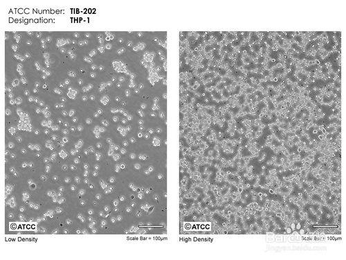 生物细胞培养流程,生物实验探究报告