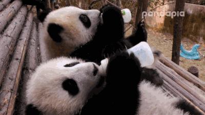 熊猫贝贝回国后的生活,和平大使熊猫