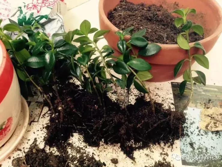 小金鱼吊兰怎么往下长,金鱼吊兰小金鱼