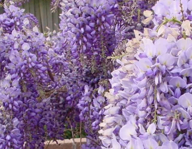 紫藤花种子发芽了怎么种植,大型紫藤花种植方法视频