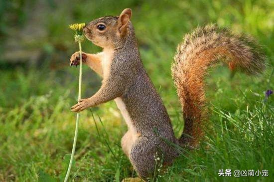 松鼠病的症状,松鼠病用什么药