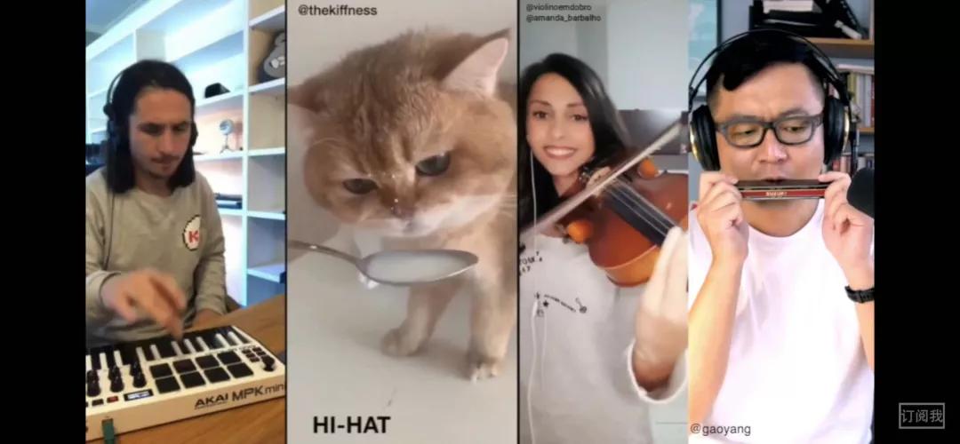 漂亮小奶猫喝奶,4只小奶猫吃豪华大餐