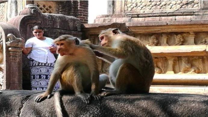 印度猴子泛滥成灾怎么处理,印度猴子泛滥成灾