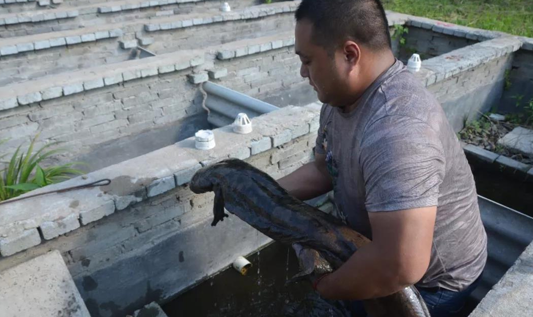 ​又是一条“致负经”，农村大叔被忽悠养娃娃鱼，一夜赔光血汗钱