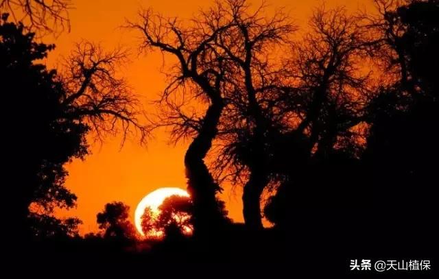 新疆有20个重要知识点,疆新