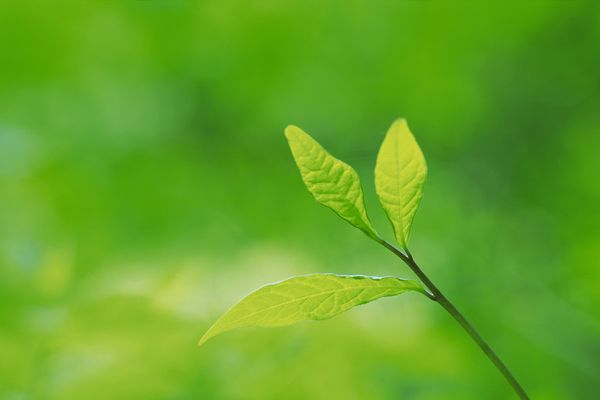 我从健康到微跛，到拄手杖，到拄双拐，再到坐轮椅的大半生