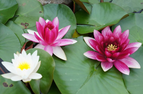 养殖睡莲对水深有要求吗,养睡莲的水发绿了怎么办