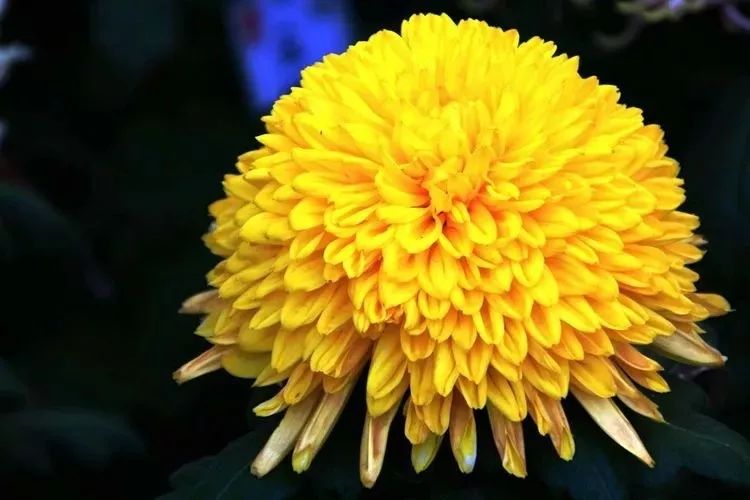 花中四君子菊花,花中四君子菊花的简介