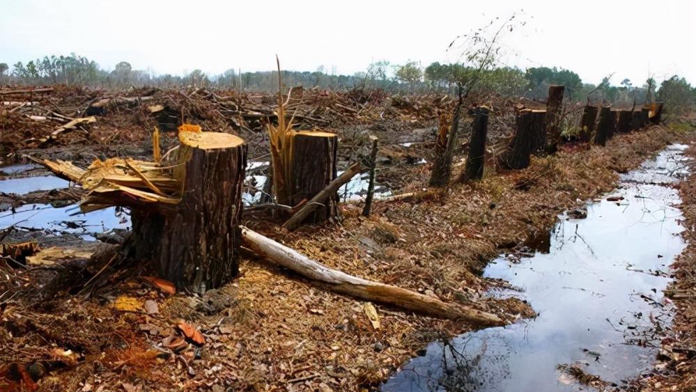 头骨最值钱鸟,头骨很珍贵的鸟