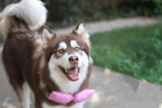 泰迪狗狗的鼻头不长毛是什么原因,狗鼻子不正经的科普视频