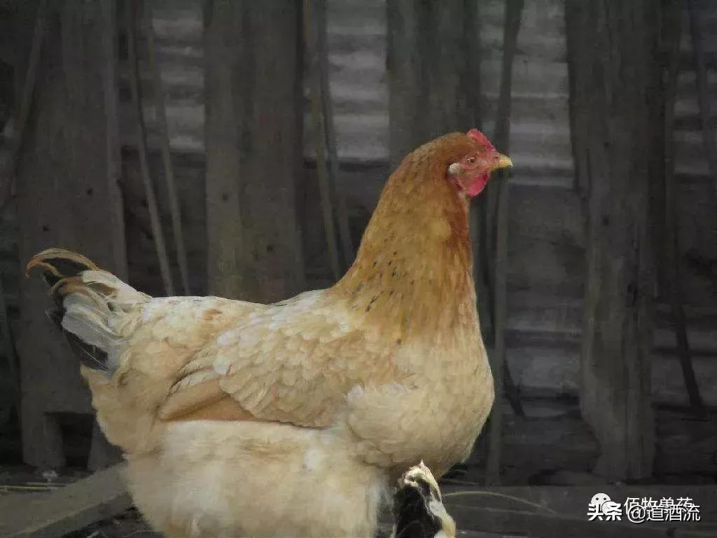 鸡中暑的症状及治疗方法视频,蛋鸡中暑用什么药恢复产蛋率