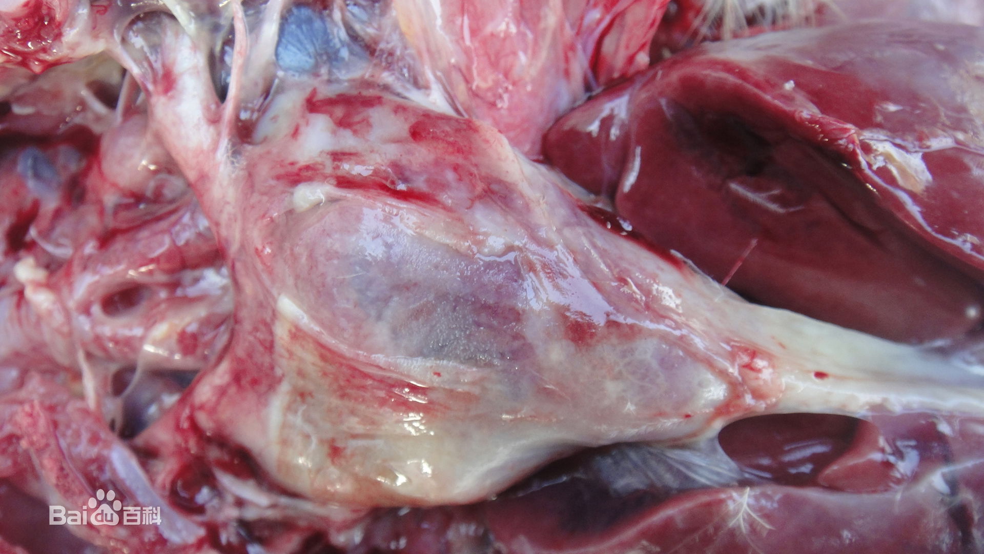 崔老致养鸭人—鸭鹅瘫痪,转圈,抽搐,摇头!来看!特效药来了