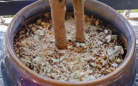 盆栽土如何处理,盆栽土表层全都是根怎么处理