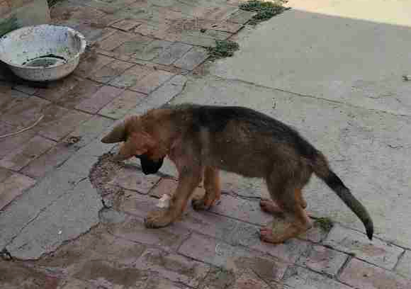 德牧对主人低吼说明什么,德牧对陌生人态度