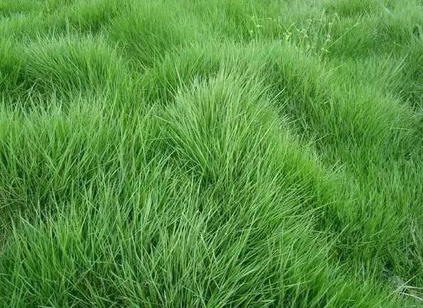 楼顶草坪花园设计效果图,草坪该如何养护管理