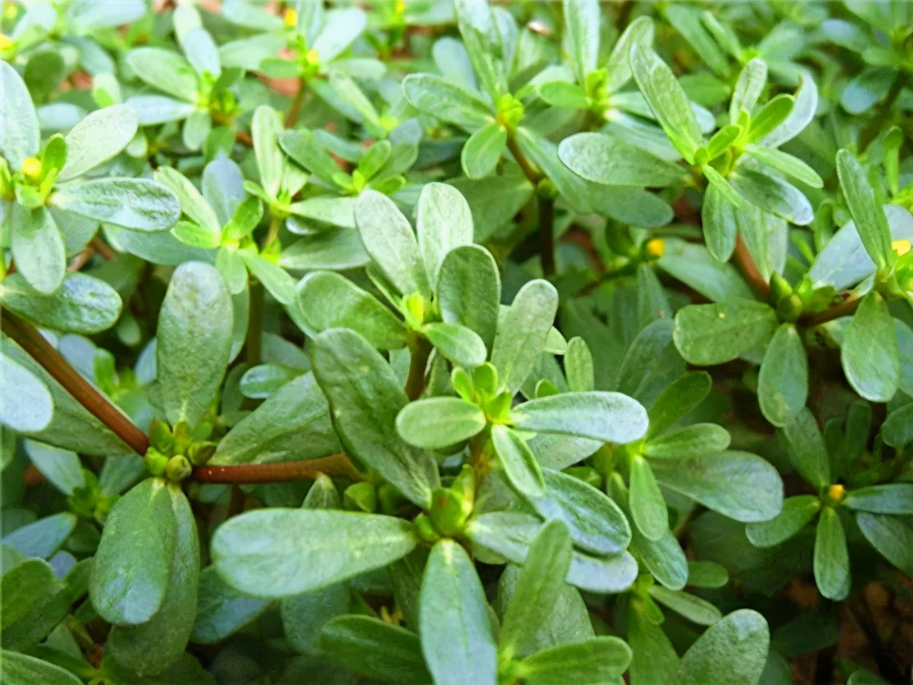 隋唐大医禅师四祖：传奇医案之蕲艾蒿治烂肠瘟