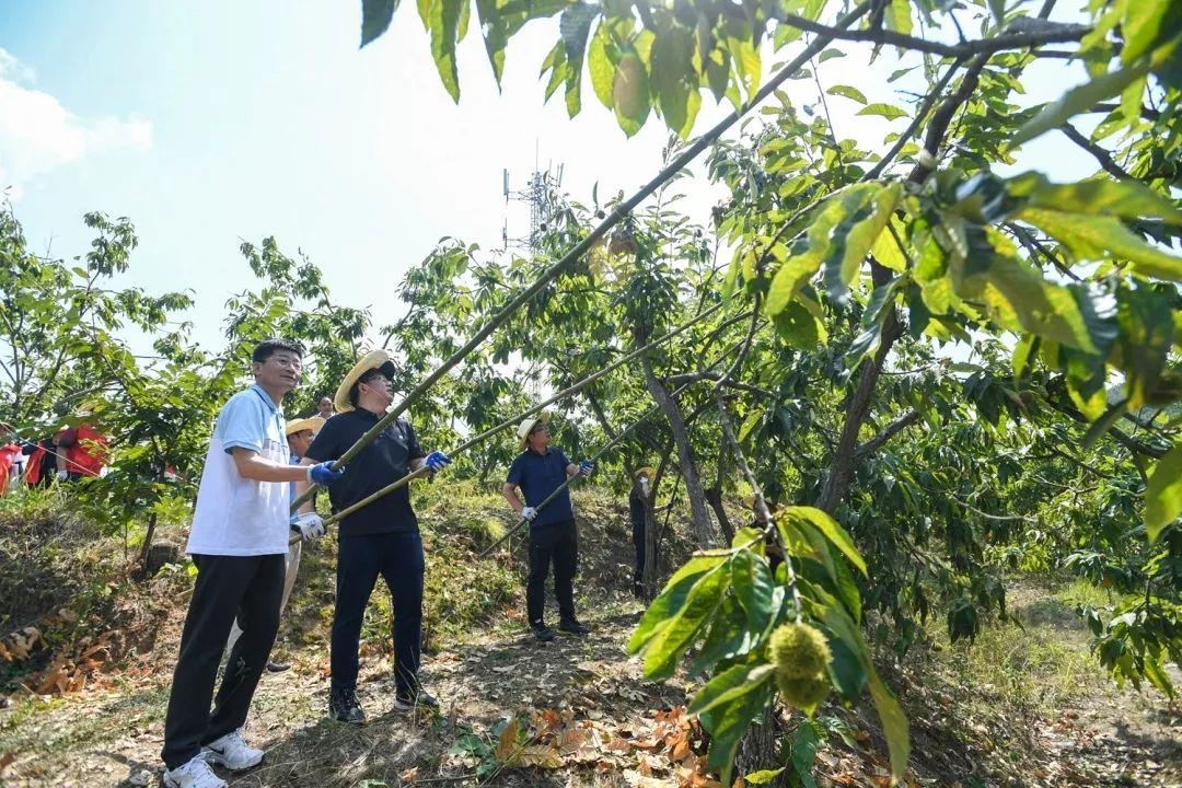 綦振森本是个清洁工，却转行卖起了糖炒栗子，销售额突破四千万