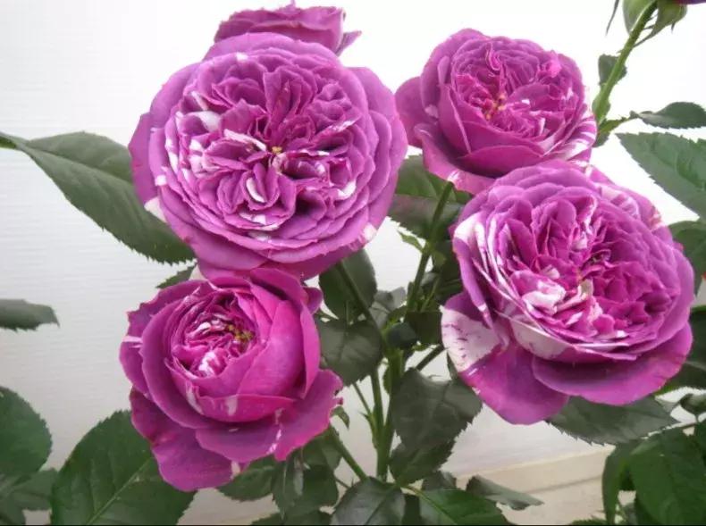 月季图鉴哪本书好,淘宝上最好养的月季品种