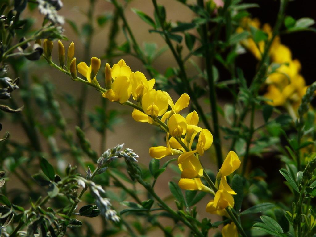 黄金雀老桩的养殖方法与注意事项,黄金雀几月开花