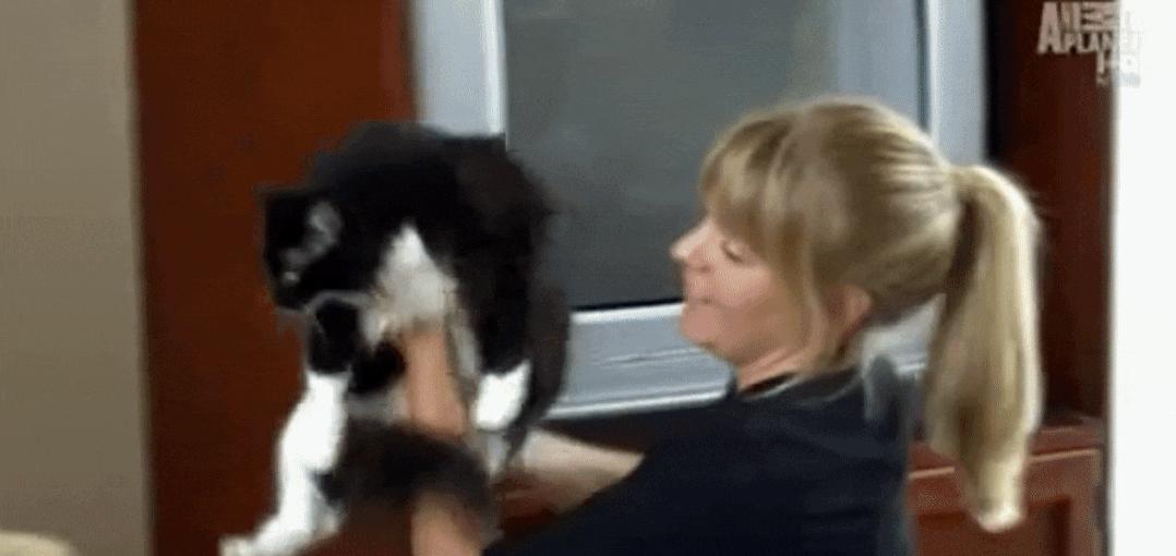 猫为什么总凶别人,猫为什么凶新来家的小猫