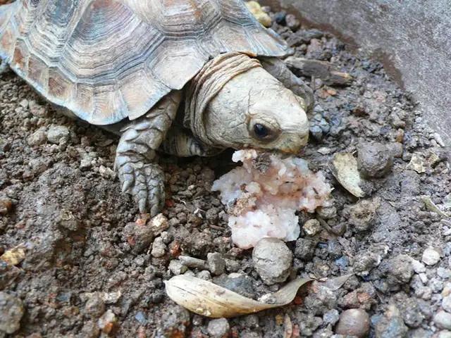 凶猛一点的新手龟,凶猛的龟都有什么品种