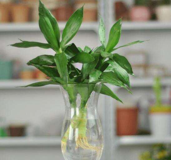 水培植物水里有小蚊子怎么办,夏天水培植物如何灭蚊子