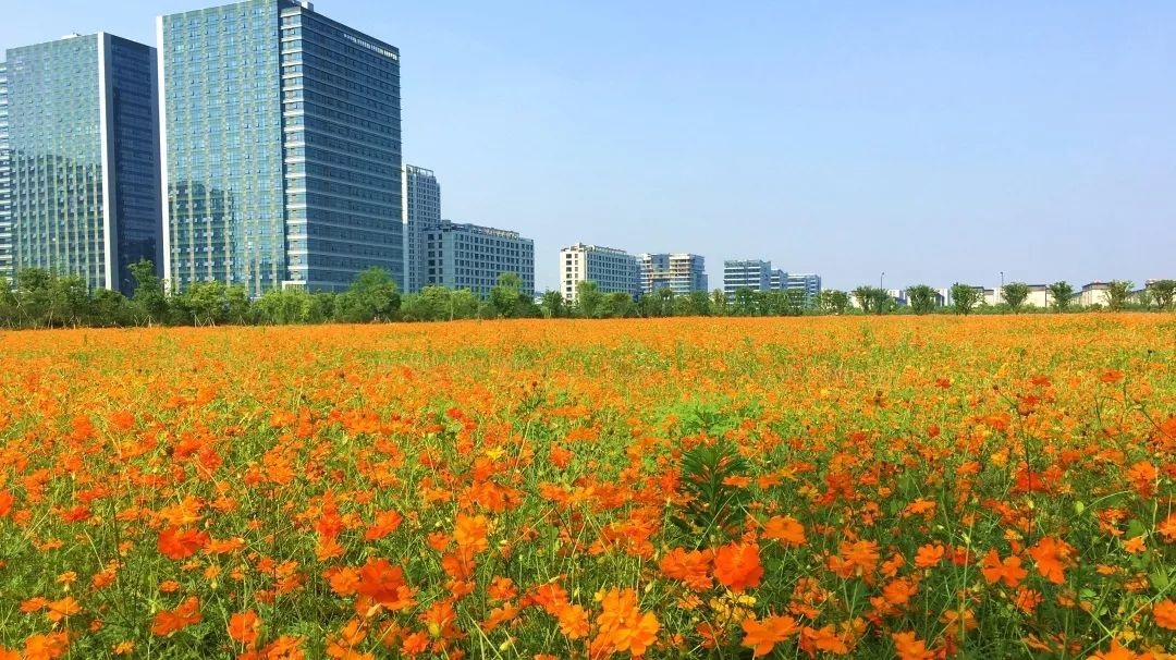 太美的花海,余杭千里花海