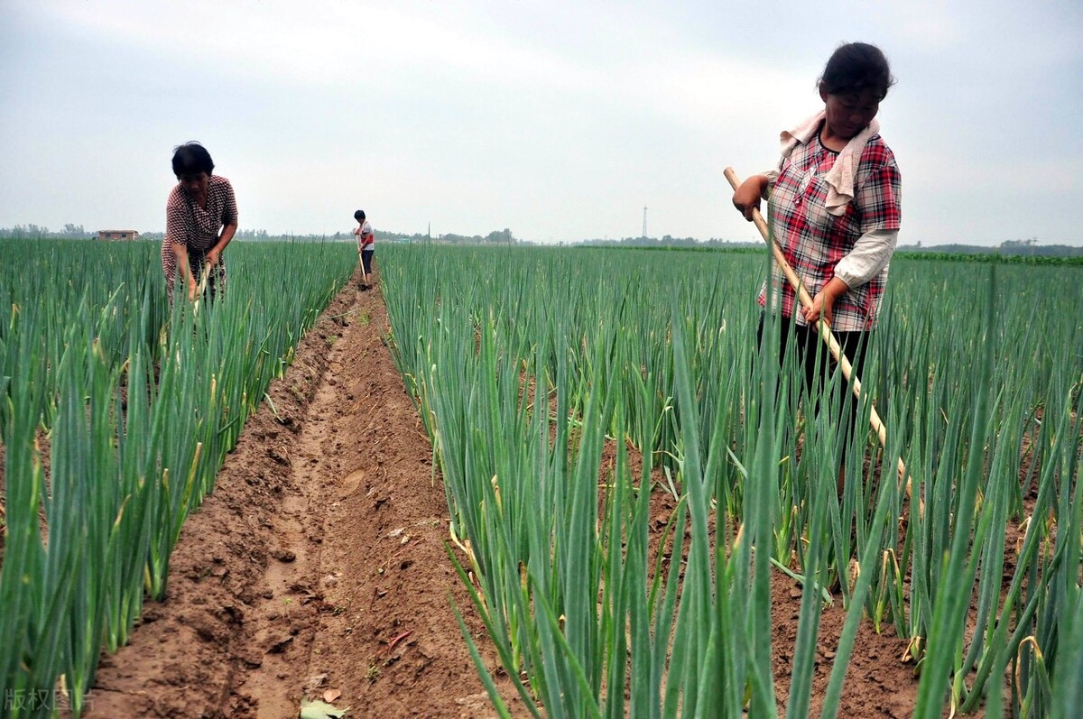 诗经良耜赏析,诗经周颂良耜解析
