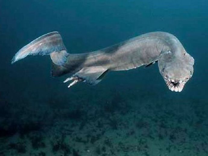 观赏淡水小鲨鱼种类及图片,海洋馆鲨鱼的种类名字