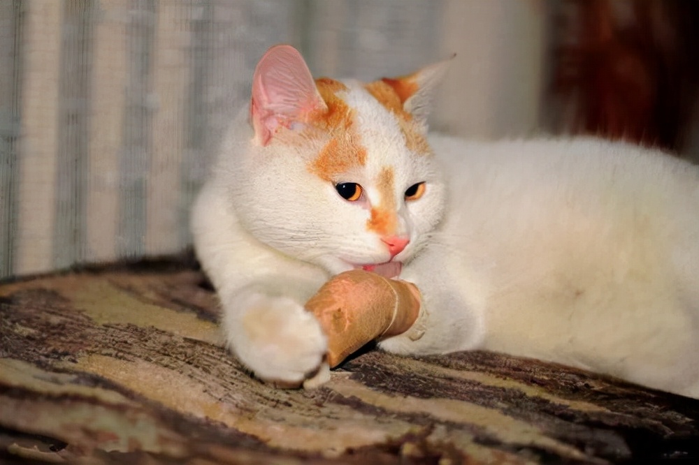 养猫日记:猫伤口化脓处理怎么办