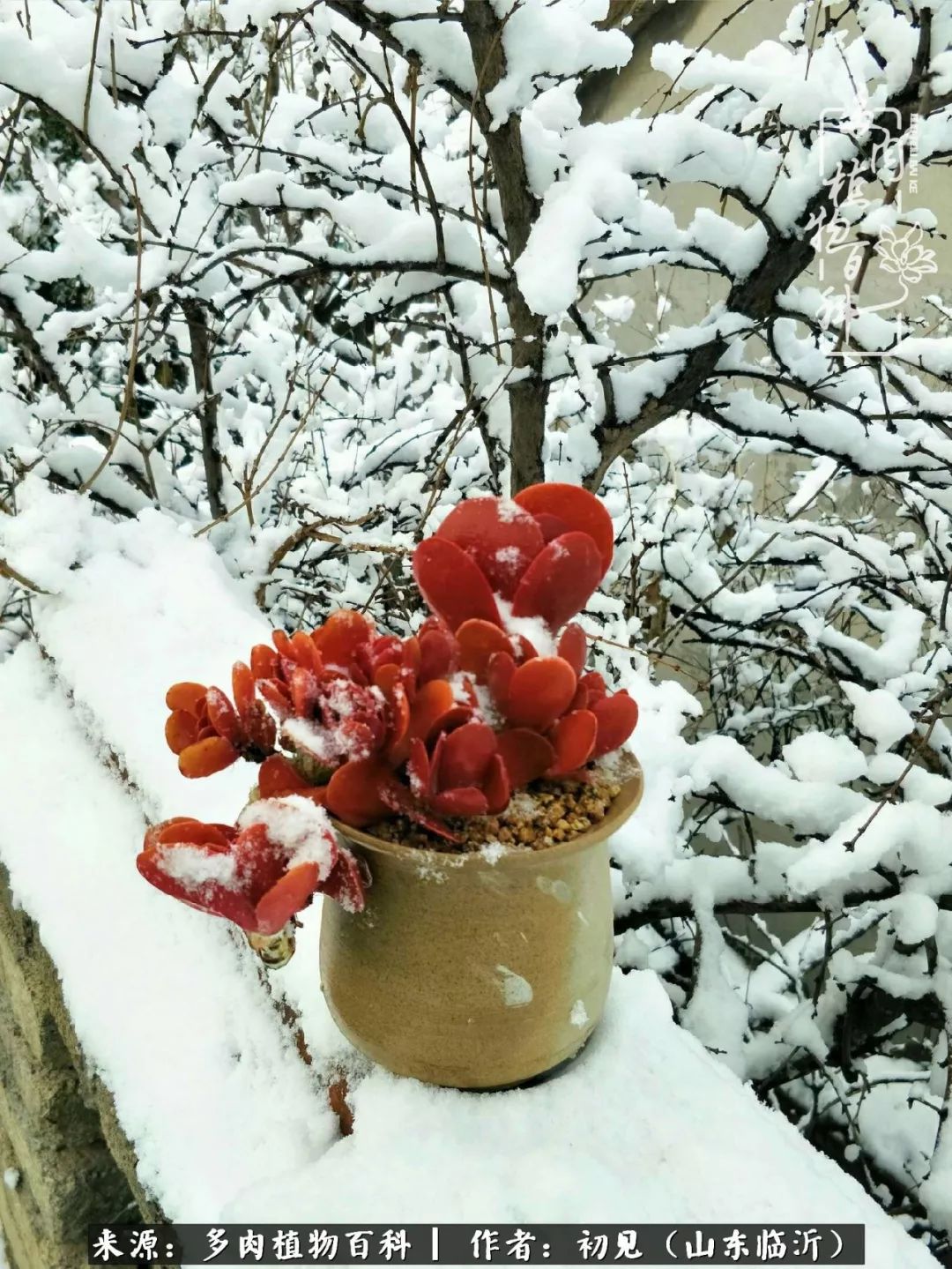 四季颜值在线的多肉,多肉的每一天