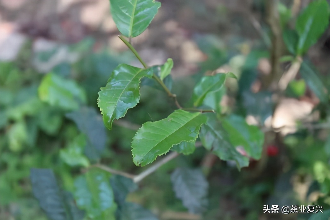 如果没有会喝易武茶的人，好茶的存在就没有意义