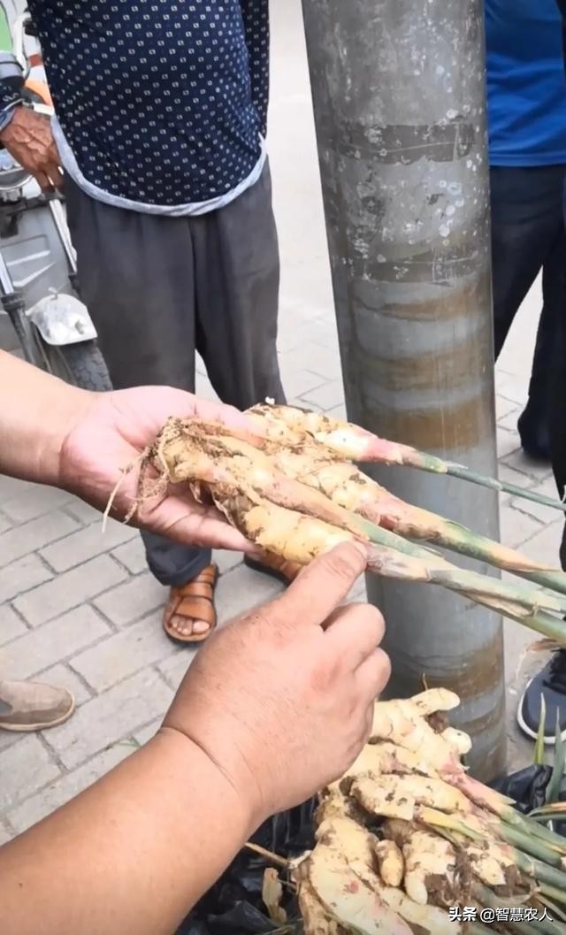 生姜怎么种植防姜瘟,生姜姜瘟病害的预防措施