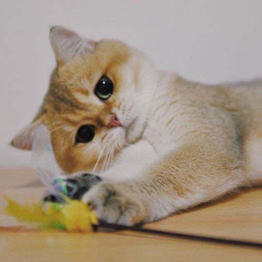 英短银点渐层和渐层的区别,英短渐层和美短渐层的区别