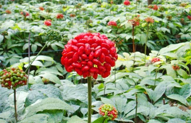 三七种植条件和技术要点视频,三七的种植技术及亩产效益