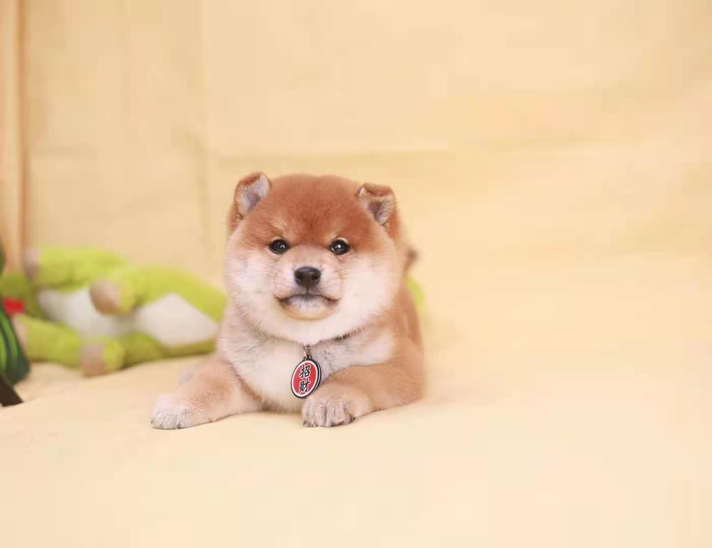 秋田犬和柴犬的区别,柴犬和秋田犬有啥区别