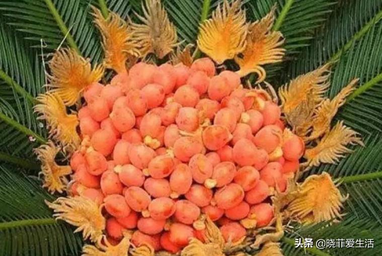 旺财旺家的3种花,5种花寓意好富贵养人