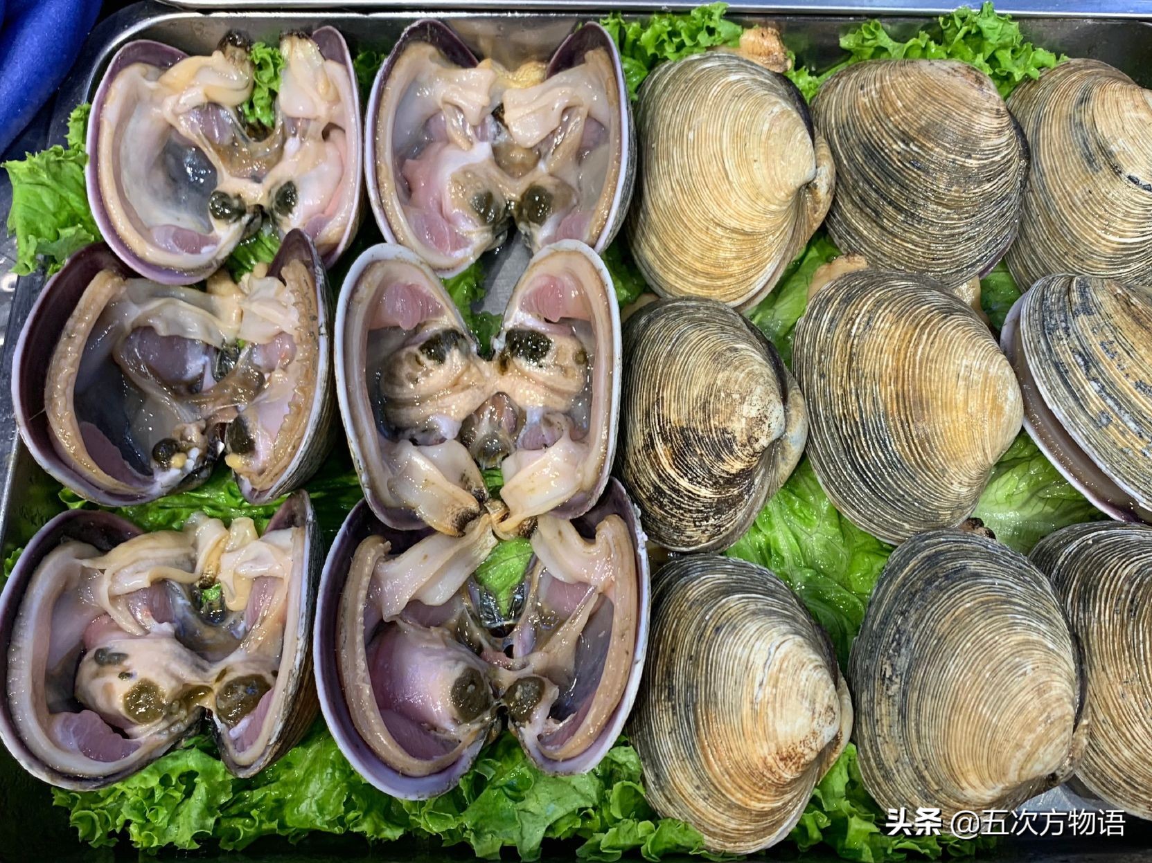 好吃的贝类品种大全,青岛贝类海鲜有哪些品种