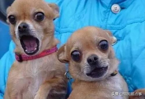 怀孕狗狗快生了要准备什么,怀孕狗狗生产前一个钟预兆