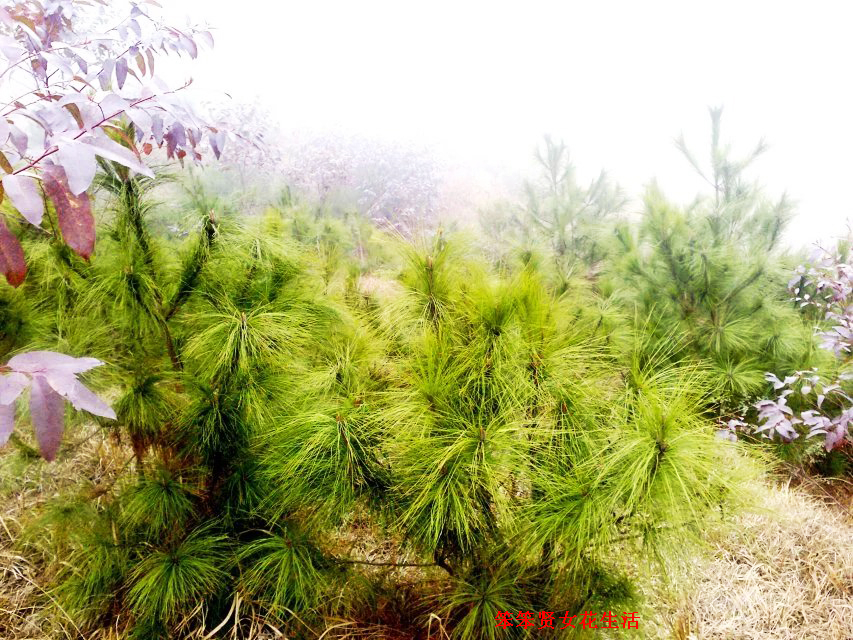 一个叫木头一个叫马尾民谣现场,一个叫木头一个叫马尾有什么含义