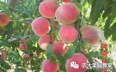 种植新品种果树苗一手货源,各种新品种果树苗木一手货源